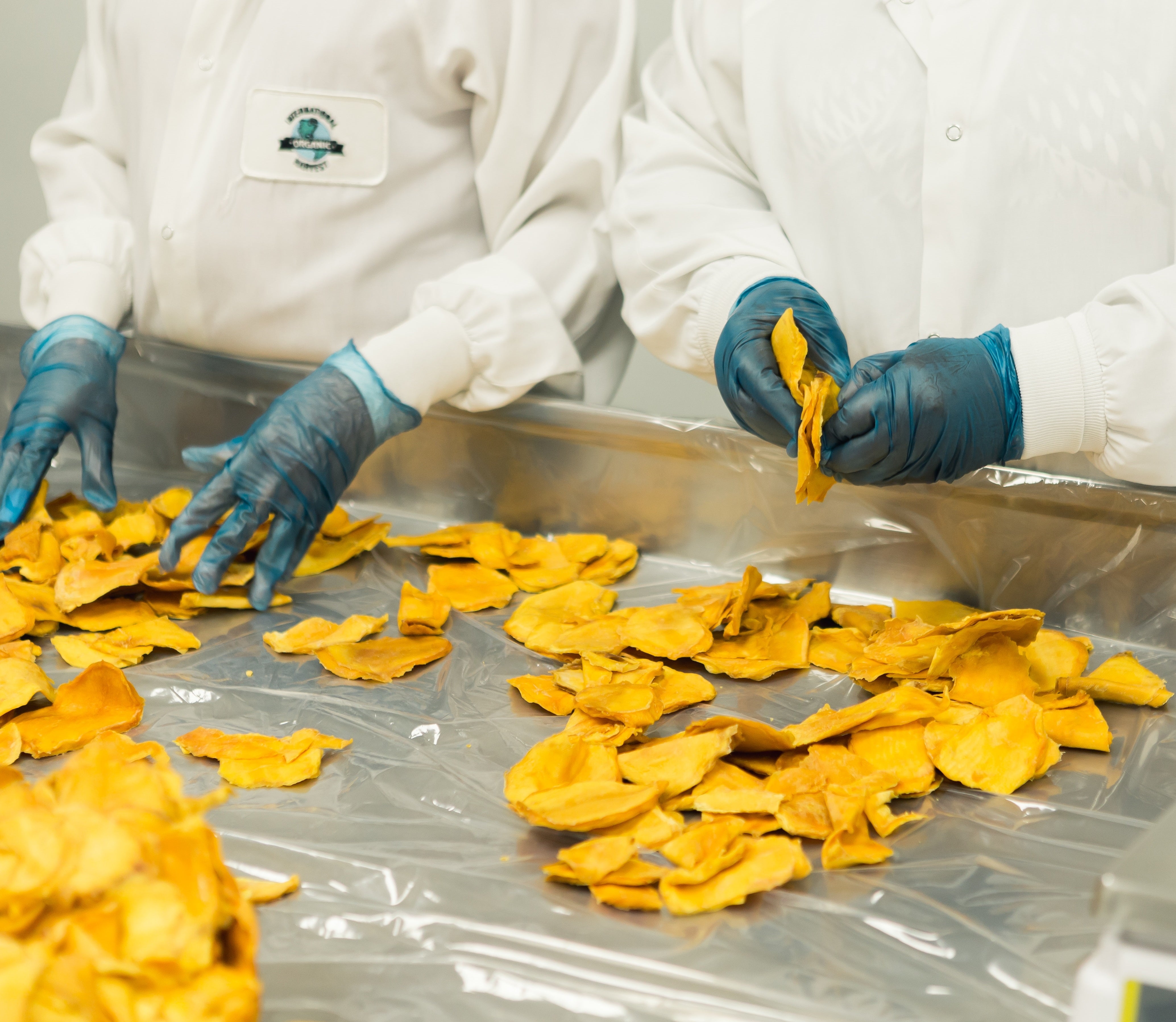 food handlers in white coats and blue rubber gloves separating pieces of dried fruit.